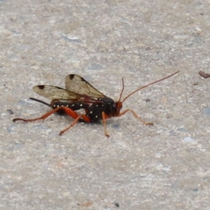 Echthromorpha intricatoria at Fyshwick, ACT - 4 Nov 2022 02:28 PM