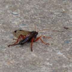 Echthromorpha intricatoria at Fyshwick, ACT - 4 Nov 2022 02:28 PM