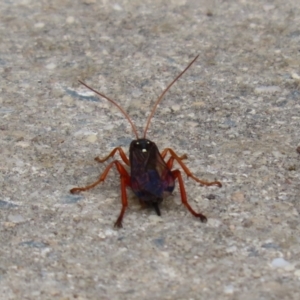 Echthromorpha intricatoria at Fyshwick, ACT - 4 Nov 2022 02:28 PM