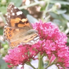 Vanessa kershawi (Australian Painted Lady) at Narrabundah, ACT - 5 Nov 2022 by RobParnell