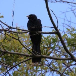 Eudynamys orientalis at Fyshwick, ACT - 4 Nov 2022