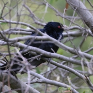 Eudynamys orientalis at Fyshwick, ACT - 4 Nov 2022