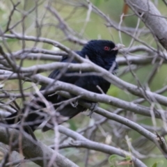 Eudynamys orientalis at Fyshwick, ACT - 4 Nov 2022