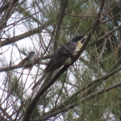 Eudynamys orientalis at Fyshwick, ACT - 4 Nov 2022