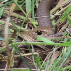 Pseudonaja textilis (Eastern Brown Snake) at Jerrabomberra Wetlands - 4 Nov 2022 by RodDeb