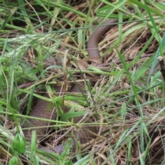 Pseudonaja textilis at Fyshwick, ACT - 4 Nov 2022 12:49 PM