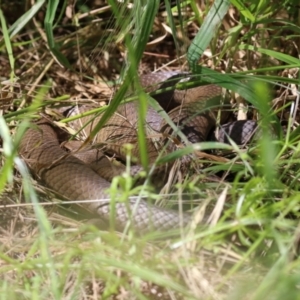 Pseudonaja textilis at Fyshwick, ACT - 4 Nov 2022 12:49 PM