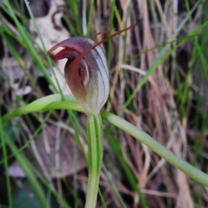 Pterostylis pedunculata at Paddys River, ACT - suppressed