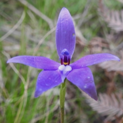 Glossodia major (Wax Lip Orchid) at Paddys River, ACT - 3 Nov 2022 by JohnBundock