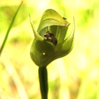 Pterostylis curta (Blunt Greenhood) at Paddys River, ACT - 4 Nov 2022 by JohnBundock