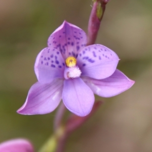 Thelymitra ixioides at Mongarlowe, NSW - suppressed