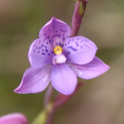 Thelymitra ixioides (Dotted Sun Orchid) at Mongarlowe, NSW - 5 Nov 2022 by LisaH