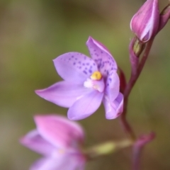 Thelymitra ixioides at Mongarlowe, NSW - suppressed