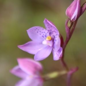 Thelymitra ixioides at Mongarlowe, NSW - 5 Nov 2022