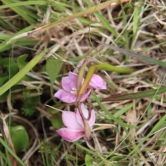 Thelymitra ixioides at Mongarlowe, NSW - 5 Nov 2022