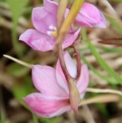 Thelymitra ixioides at Mongarlowe, NSW - 5 Nov 2022