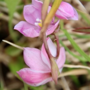 Thelymitra ixioides at Mongarlowe, NSW - 5 Nov 2022