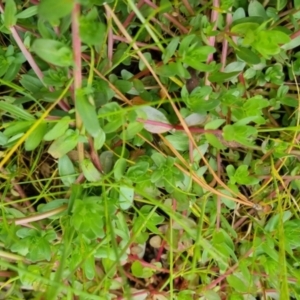 Lythrum hyssopifolia at Bungendore, NSW - 5 Nov 2022