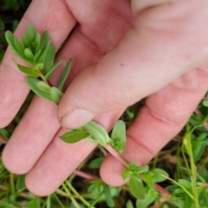 Lythrum hyssopifolia at Bungendore, NSW - 5 Nov 2022