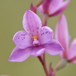 Thelymitra ixioides at Mongarlowe, NSW - suppressed