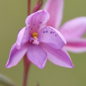 Thelymitra ixioides at Mongarlowe, NSW - 5 Nov 2022