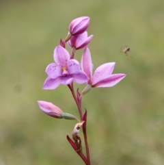 Thelymitra ixioides at Mongarlowe, NSW - suppressed