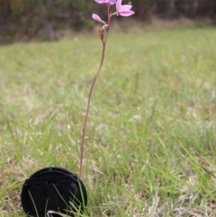 Thelymitra ixioides at Mongarlowe, NSW - 5 Nov 2022