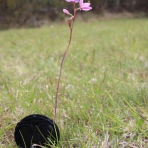 Thelymitra ixioides at Mongarlowe, NSW - 5 Nov 2022