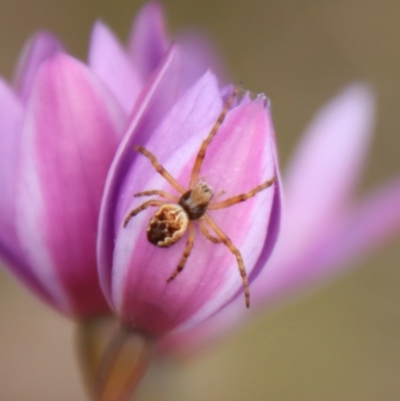 Salsa fuliginata (Sooty Orb-weaver) at Mongarlowe River - 5 Nov 2022 by LisaH