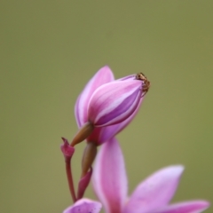 Salsa fuliginata at Mongarlowe, NSW - suppressed