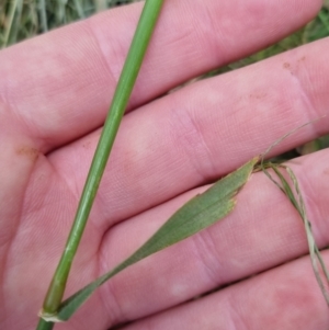 Hordeum leporinum at Bungendore, NSW - 5 Nov 2022