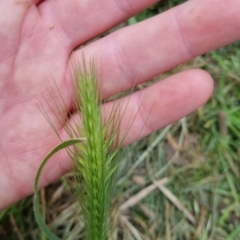 Hordeum leporinum at Bungendore, NSW - 5 Nov 2022