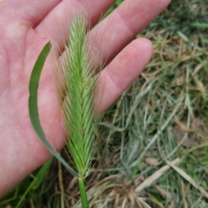 Hordeum leporinum at Bungendore, NSW - 5 Nov 2022