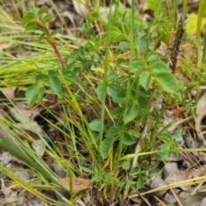 Rosa sp. at Bungendore, NSW - 5 Nov 2022 02:18 PM