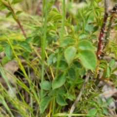 Rosa sp. at Bungendore, NSW - 5 Nov 2022