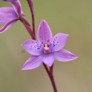 Thelymitra ixioides at Mongarlowe, NSW - suppressed