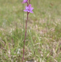 Thelymitra ixioides at Mongarlowe, NSW - suppressed