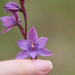 Thelymitra ixioides at Mongarlowe, NSW - 5 Nov 2022