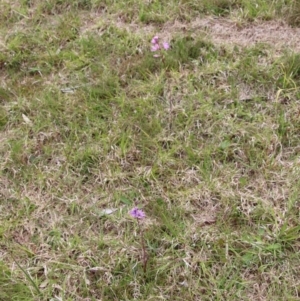 Thelymitra ixioides at Mongarlowe, NSW - suppressed