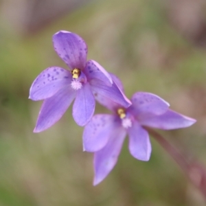 Thelymitra ixioides at Mongarlowe, NSW - 5 Nov 2022