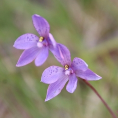 Thelymitra ixioides at Mongarlowe, NSW - 5 Nov 2022