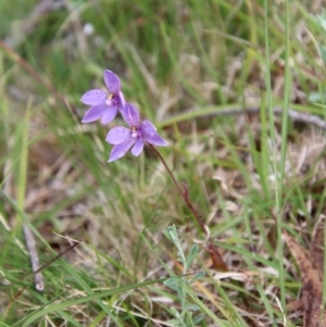 Thelymitra ixioides at Mongarlowe, NSW - 5 Nov 2022