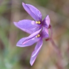 Thelymitra ixioides at Mongarlowe, NSW - 5 Nov 2022