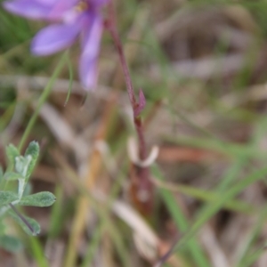 Thelymitra ixioides at Mongarlowe, NSW - 5 Nov 2022