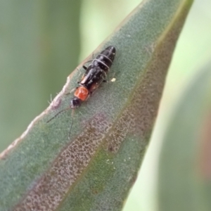 Carphurus sp. (genus) at Murrumbateman, NSW - 5 Nov 2022