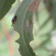 Carphurus sp. (genus) at Murrumbateman, NSW - 5 Nov 2022