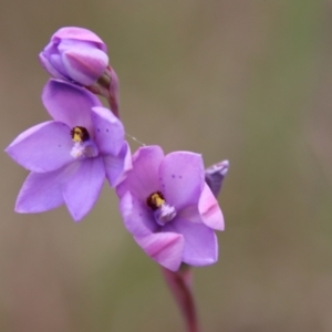 Thelymitra ixioides at Mongarlowe, NSW - 5 Nov 2022