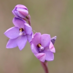 Thelymitra ixioides at Mongarlowe, NSW - suppressed