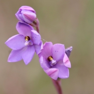 Thelymitra ixioides at Mongarlowe, NSW - suppressed