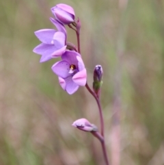 Thelymitra ixioides at Mongarlowe, NSW - 5 Nov 2022